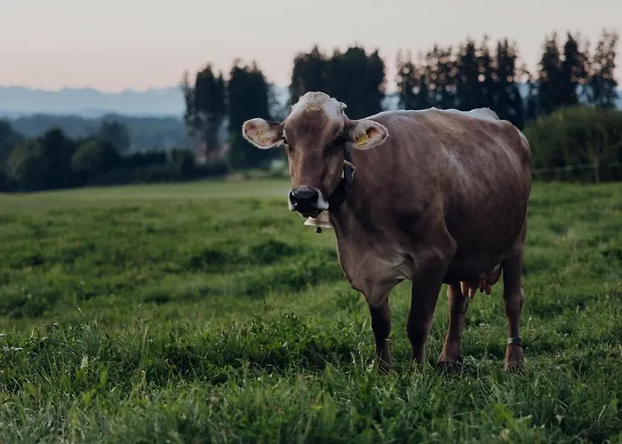 Sona Allgäu - Einklang - Sauna&alpenblick * Wiggensbach